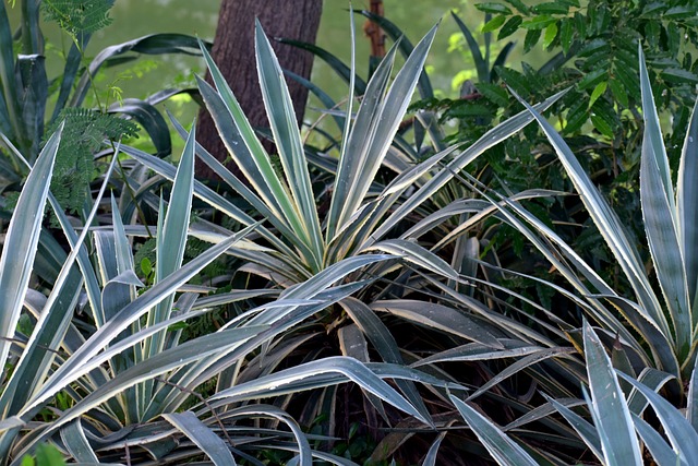 Yucca Elephantipes