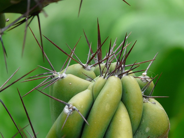 cereus peruvianus