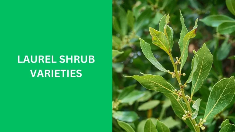 laurel shrub varieties