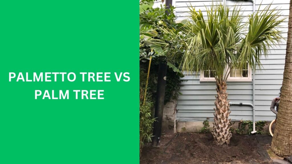 palmetto tree vs palm tree