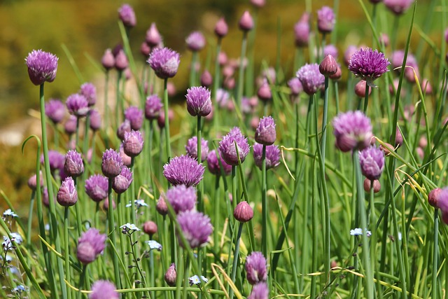 Chives