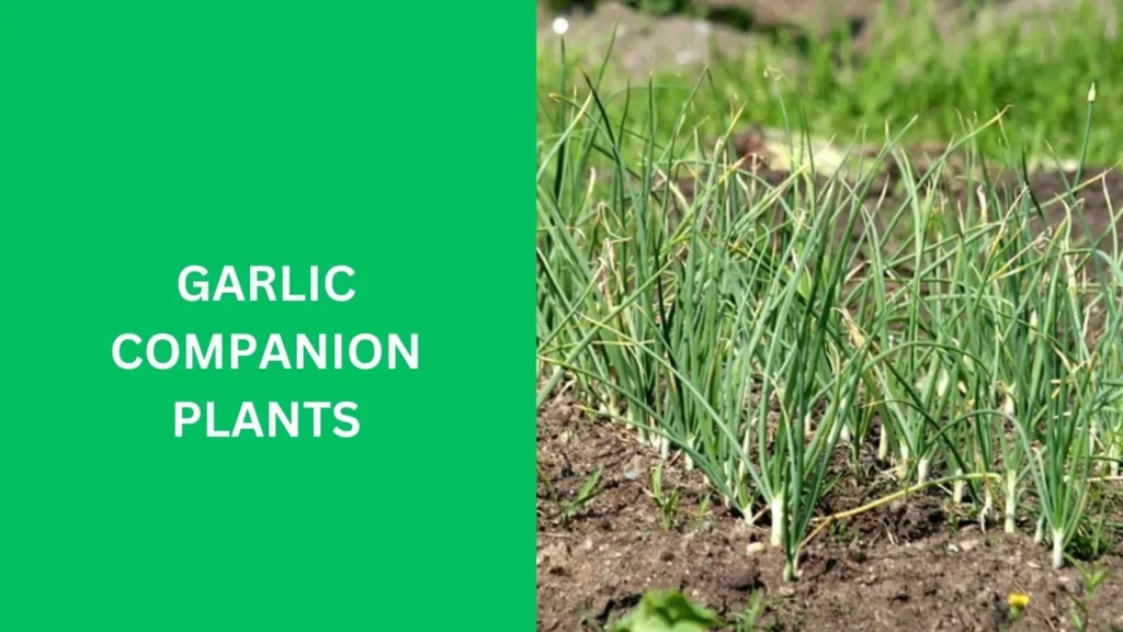 Garlic Companion Plants