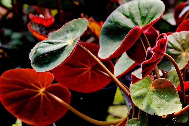 Tricolor Begonia