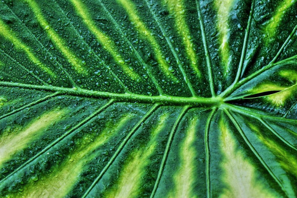 Variegated Spider Plant