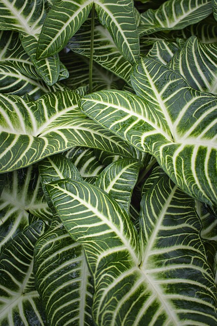 Zebra Plant